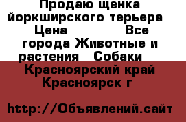 Продаю щенка йоркширского терьера  › Цена ­ 20 000 - Все города Животные и растения » Собаки   . Красноярский край,Красноярск г.